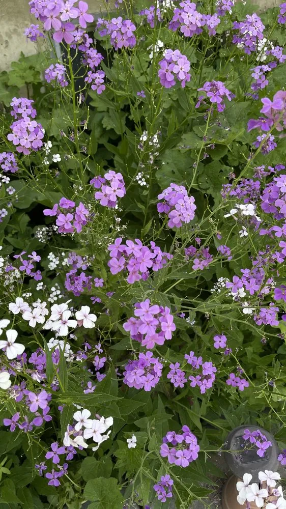 Top-rated landscape installation for beautiful yards in West Haven, UT by LJ Gardening