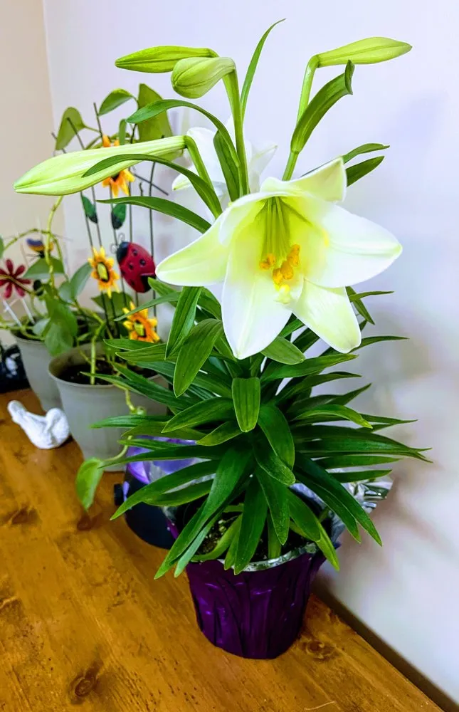 Reliable lawn care service in West Haven, UT by LJ Gardening