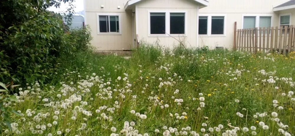 Professional lawn care service in Wasilla, AK - LJ Lawns