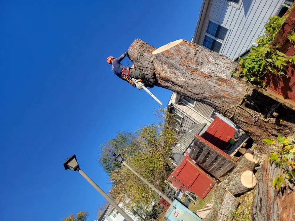 Expert landscape design in Edgewater, MD - L&J Morales Tree Service & Landscaping