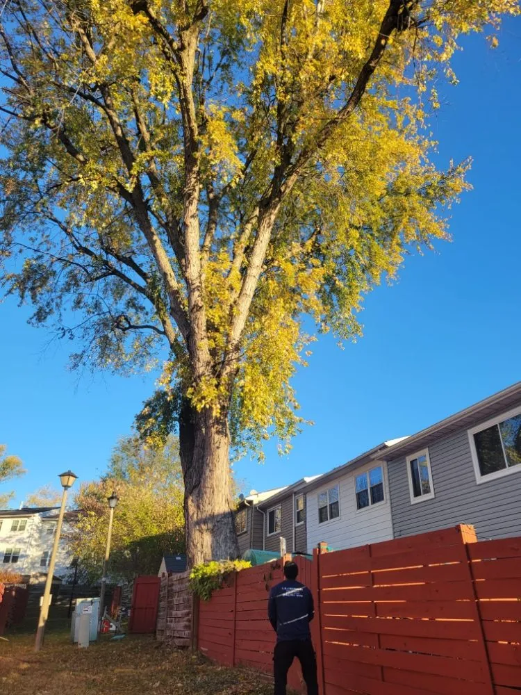 Trusted outdoor landscaping for homes across Edgewater, MD - L&J Morales Tree Service & Landscaping