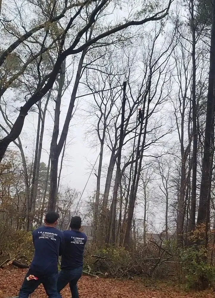 Local yard cleanup service in Edgewater, MD - L&J Morales Tree Service & Landscaping