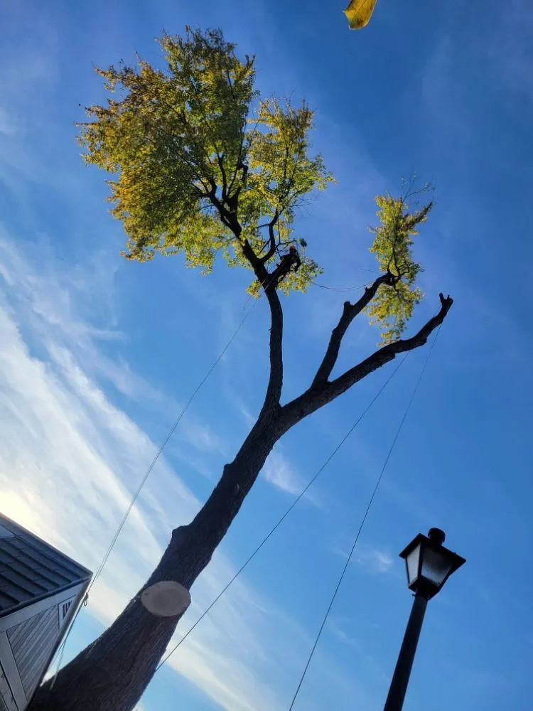 Top-rated lawn care service in Edgewater, MD by L&J Morales Tree Service & Landscaping