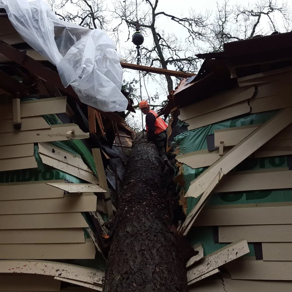 Expert yard maintenance for residential properties across Eugene, OR - LJ Tree Care