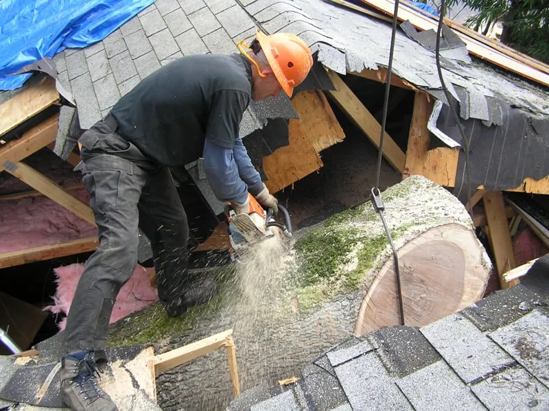 Custom lawn care service in Eugene, OR by LJ Tree Care