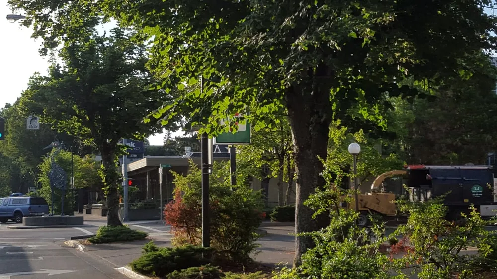 Local lawn care service for residential properties across Eugene, OR - LJ Tree Care