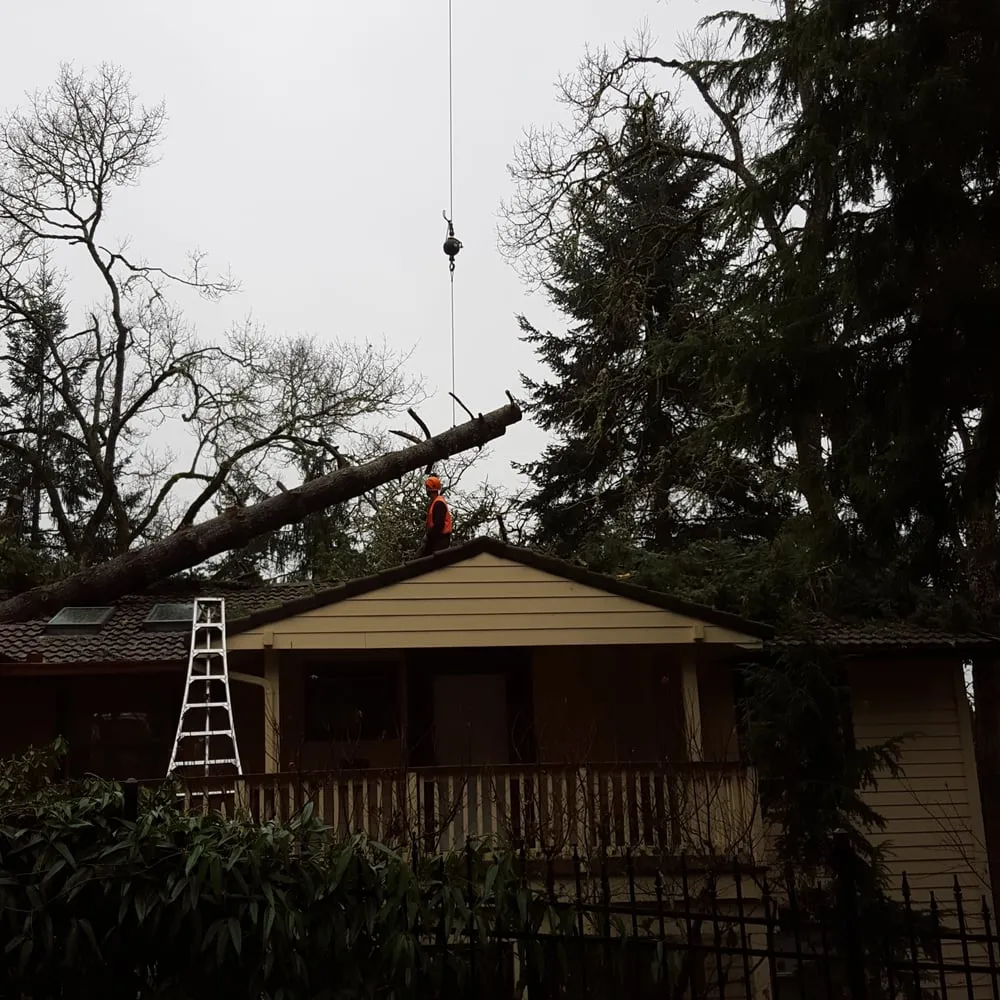 Expert residential landscaping with custom design in Eugene, OR by LJ Tree Care