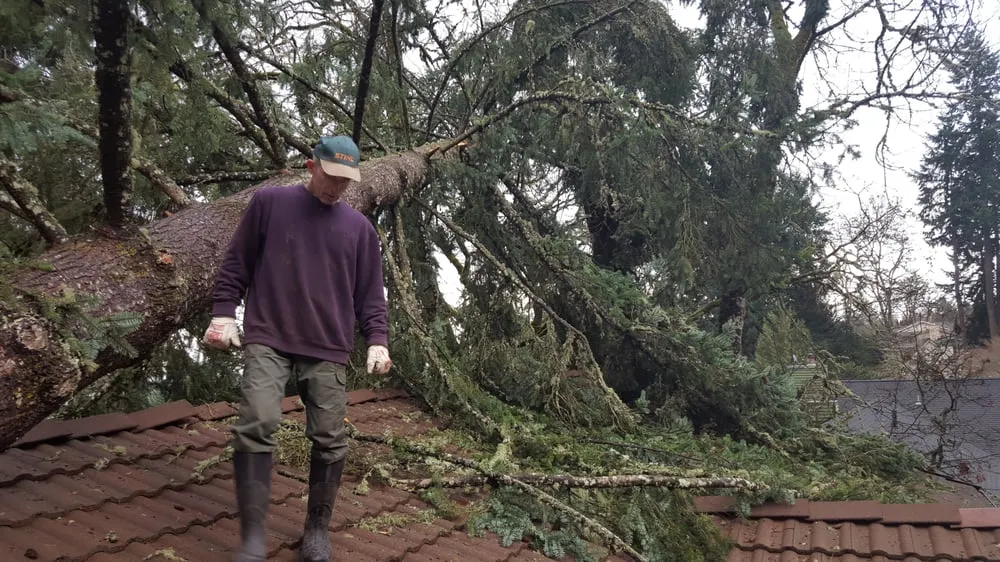 Trusted landscape installation in Eugene, OR - LJ Tree Care