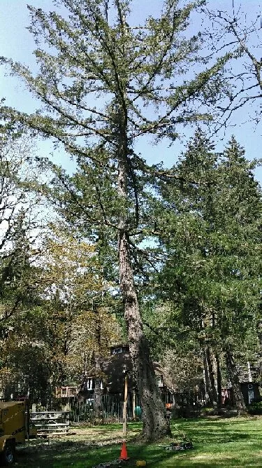 Professional lawn mowing service in Eugene, OR by LJ Tree Care