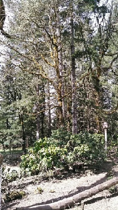 Local garden landscaping in Eugene, OR - LJ Tree Care