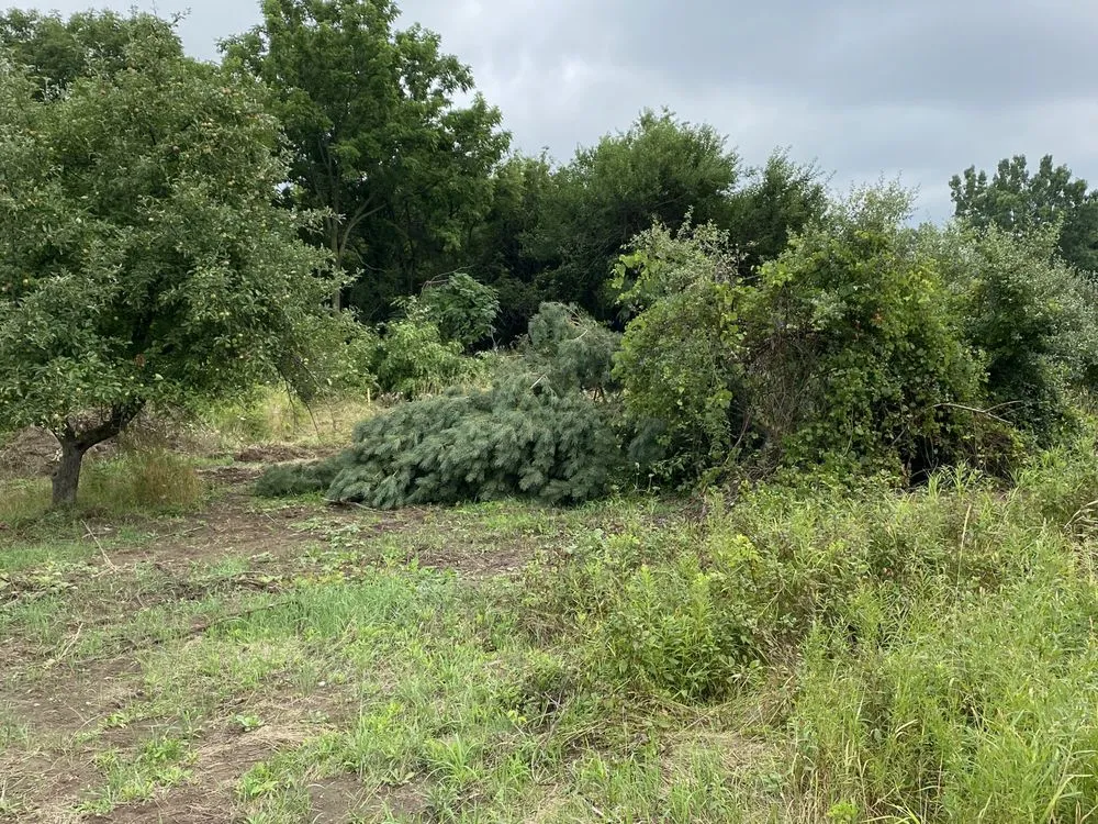 Local yard maintenance in Alma, MI by LJA Land Clearing