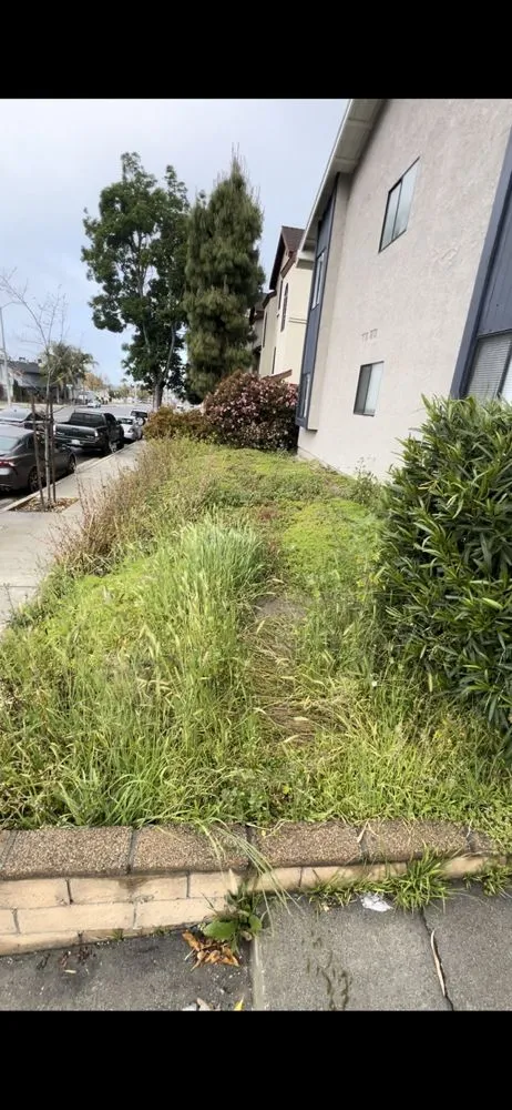 Local landscaping services for year-round maintenance across Los Angeles, CA - LJ’S Landscaping