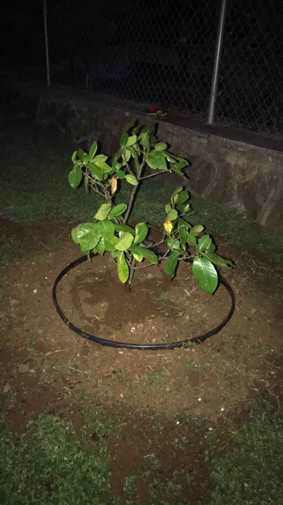 Professional lawn care service for homes in Waianae, HI by L&K Lawn Maintenance Service