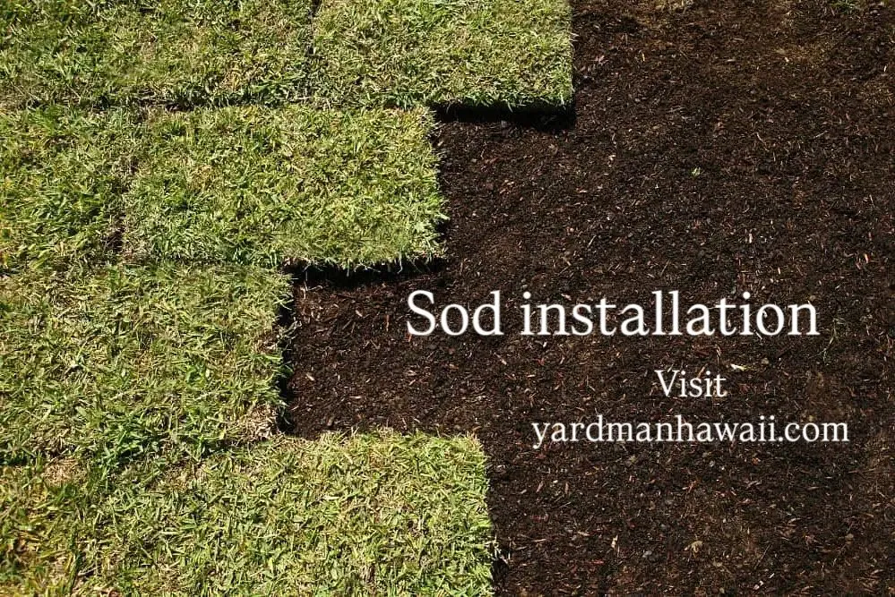 Trusted lawn care service for year-round maintenance across Ewa Beach, HI - LKM Landscaping