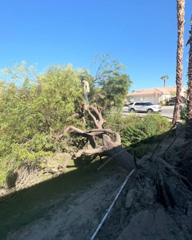 Professional garden landscaping for homes in Coachella, CA by Llanes Landscaping