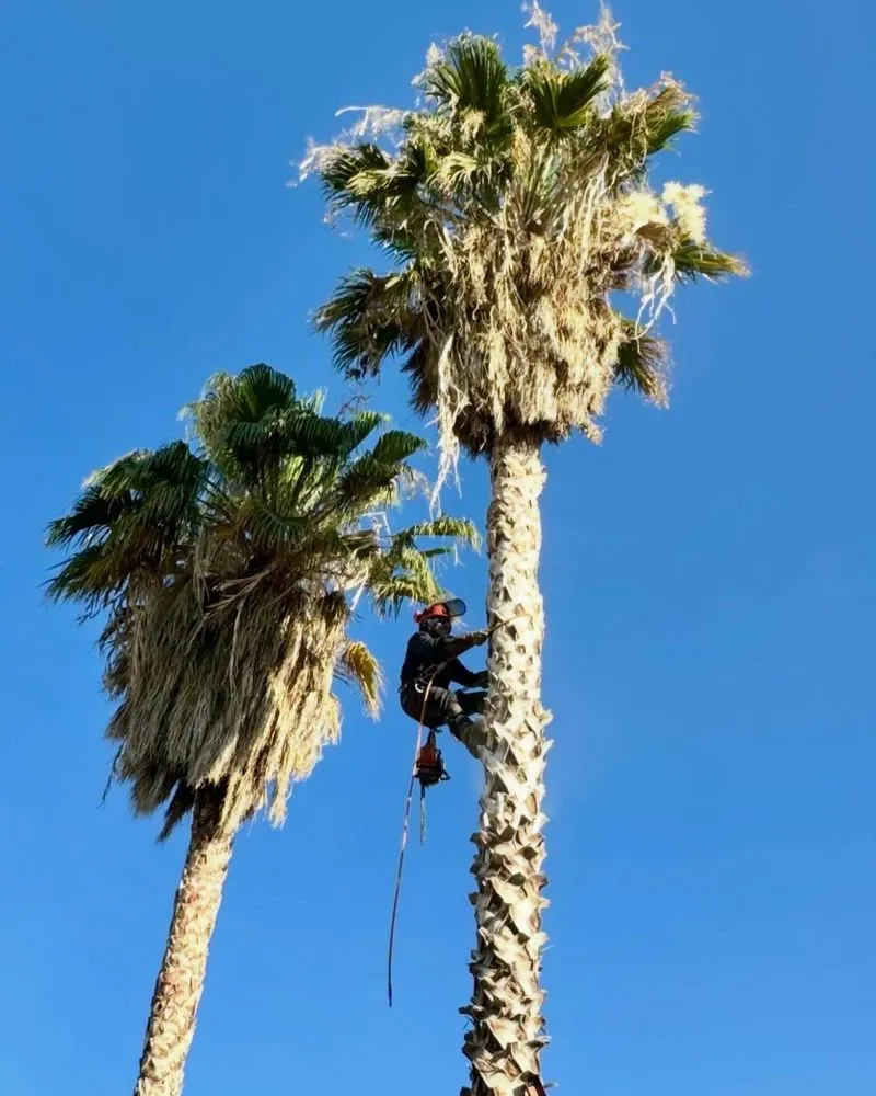 Trusted landscaping services experts serving Coachella, CA - Llanes Landscaping