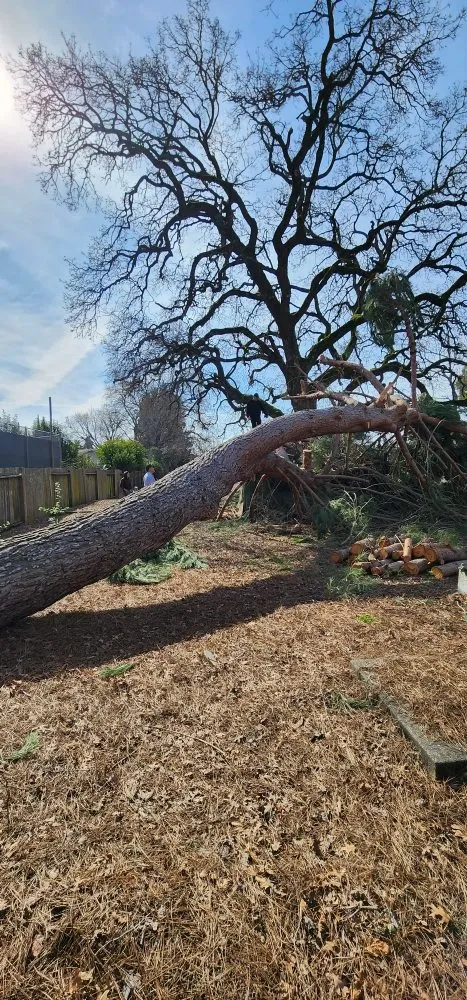 Expert yard maintenance in Sonoma, CA by Llanos Yard Maintenance