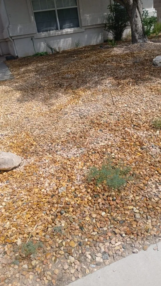 Expert yard cleanup service in Albuquerque, NM by Lliguin Landscaping