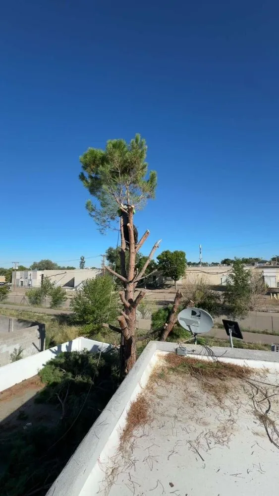 Expert yard cleanup service in Albuquerque, NM - Lliguin Landscaping