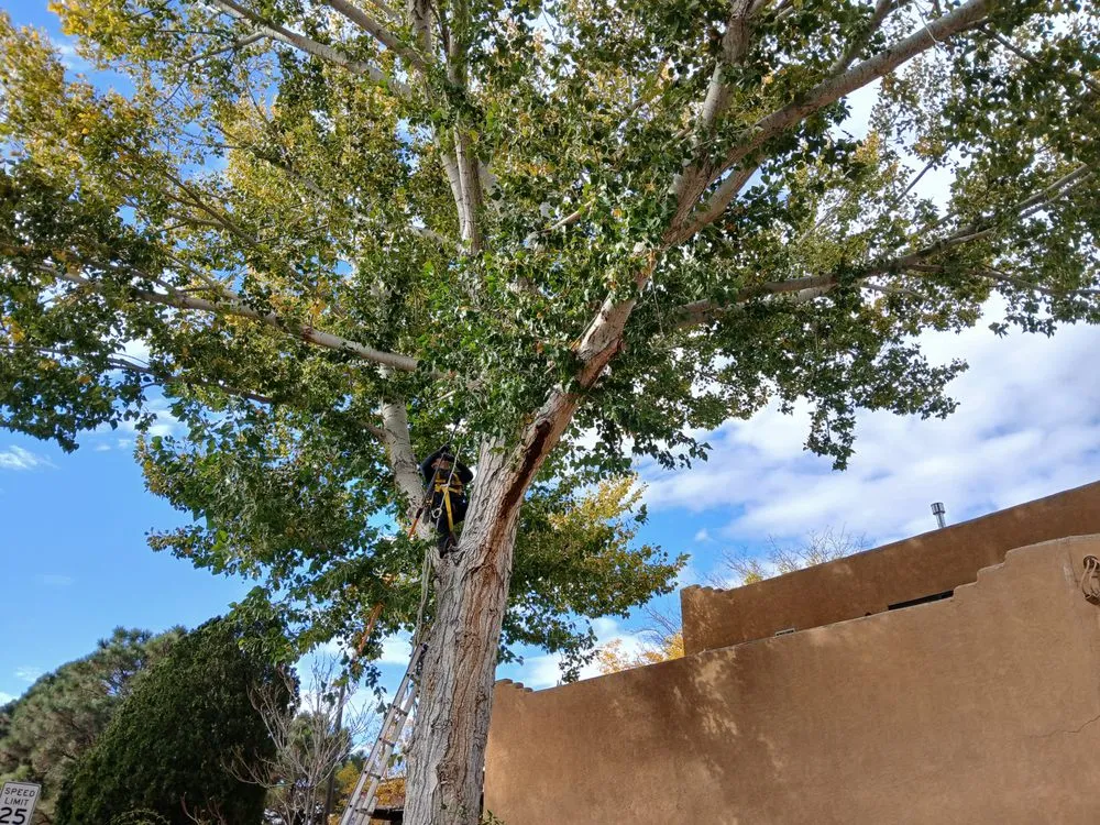 Expert outdoor landscaping in Albuquerque, NM by Lliguin Landscaping