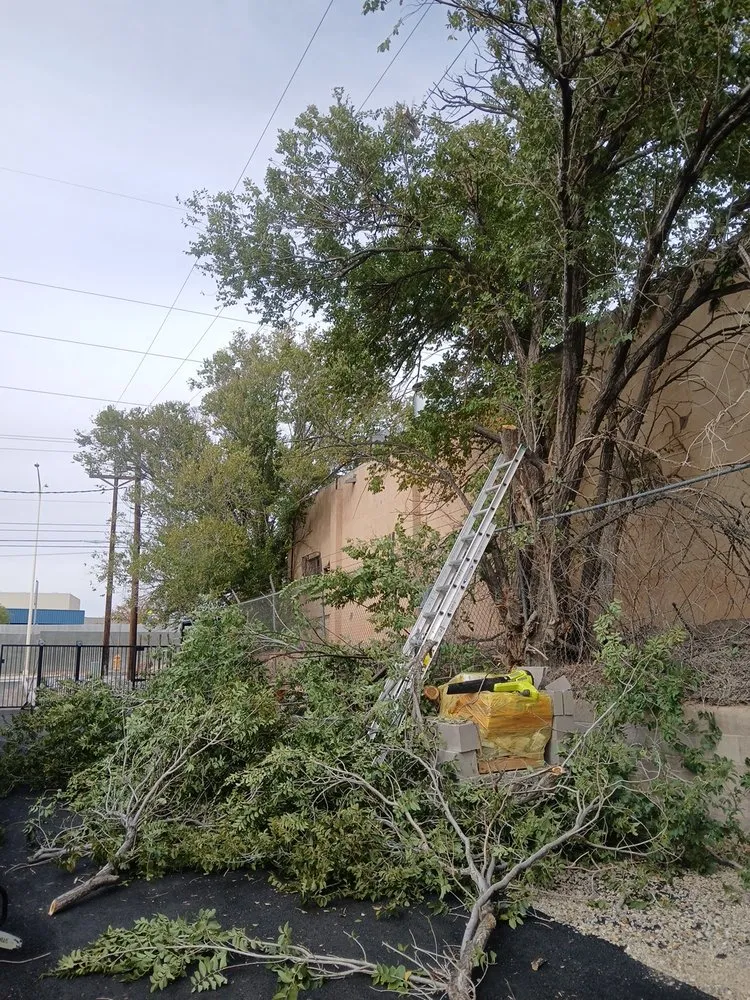 Affordable outdoor landscaping for beautiful yards in Albuquerque, NM by Lliguin Landscaping