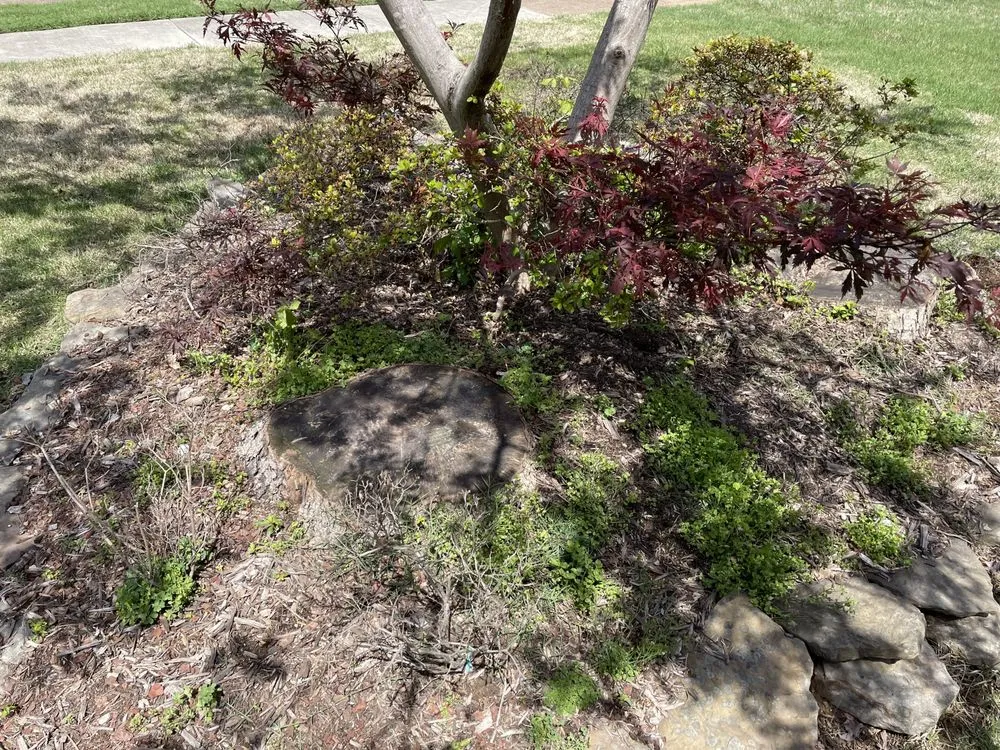 Professional yard maintenance in Cordova, TN by Llopez landscaping