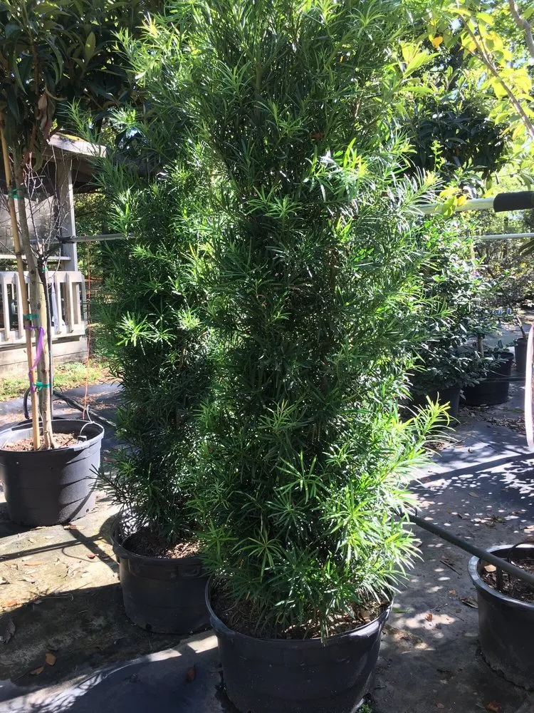 Local garden landscaping for homes in Wilmington, NC by Lloyd's of Landscape