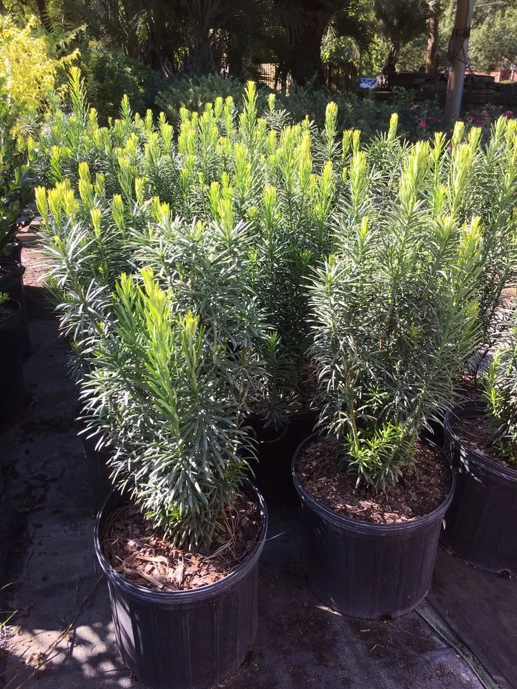 Local yard maintenance experts serving Wilmington, NC - Lloyd's of Landscape