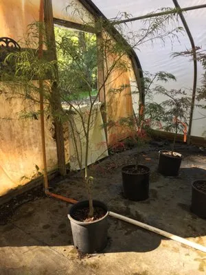 Lloyd's of Landscape Logo