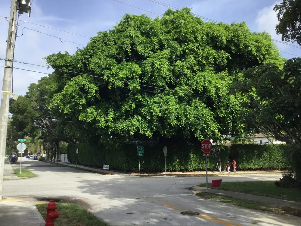 Custom landscape installation experts serving Boca Raton, FL - LLP Tree Service