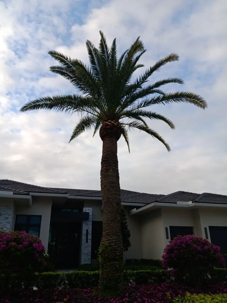 Expert landscape installation in Boca Raton, FL - LLP Tree Service