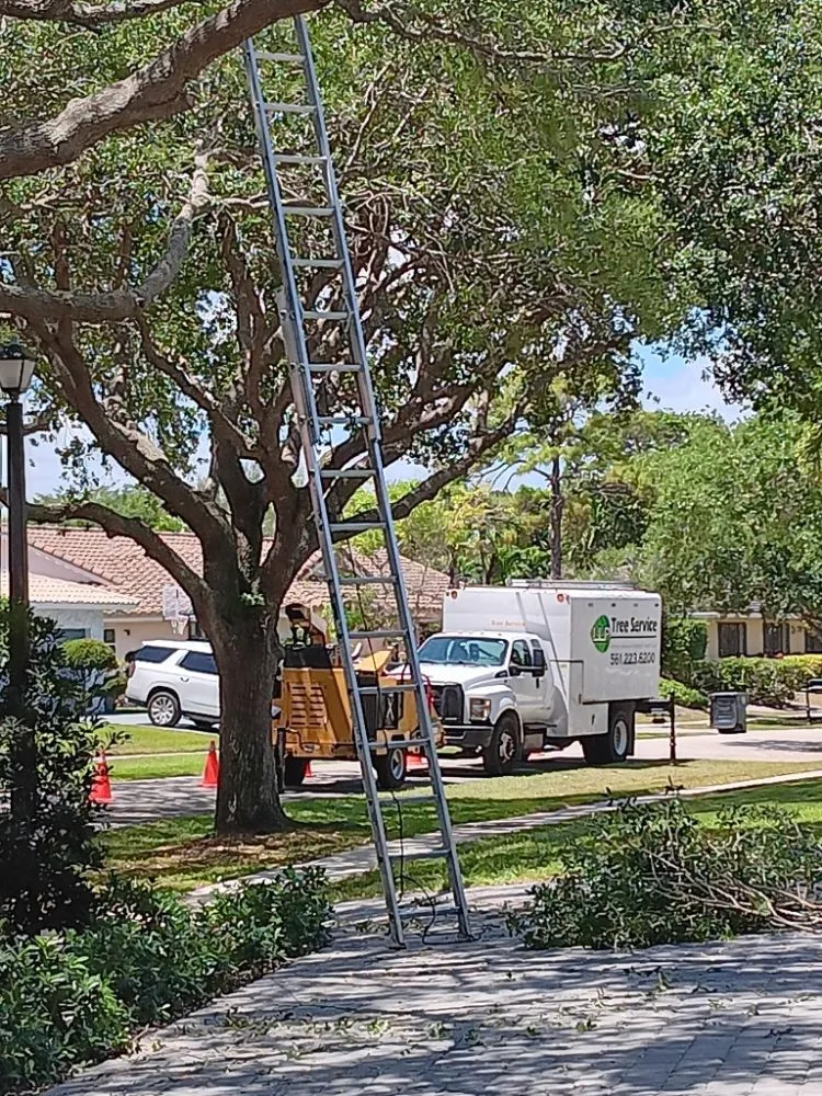 Trusted landscaping services near you across Boca Raton, FL - LLP Tree Service