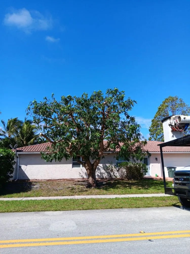 Trusted yard maintenance for beautiful yards across Boca Raton, FL - LLP Tree Service