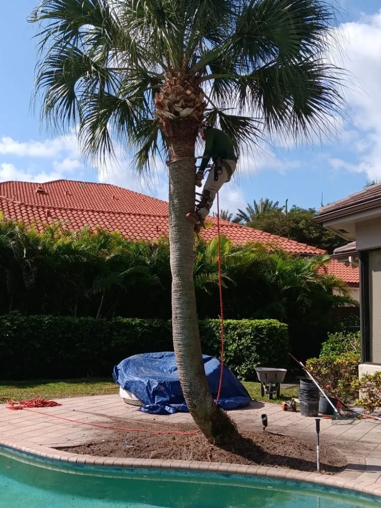 Top-rated residential landscaping near you in Boca Raton, FL by LLP Tree Service
