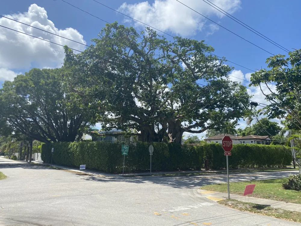 Top-rated lawn care service experts serving Boca Raton, FL - LLP Tree Service