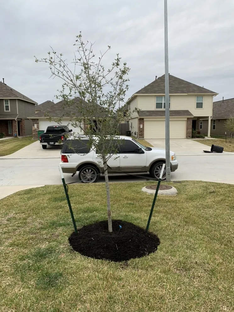 Expert yard cleanup service in Houston, TX - Lls & Construction Grp