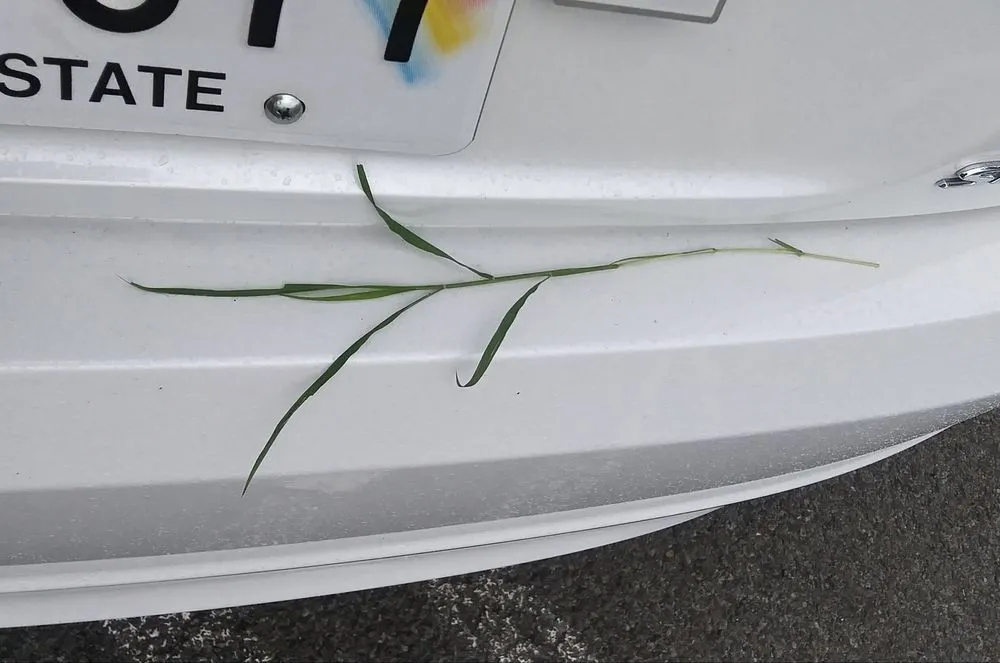 Reliable lawn care service near you in Honolulu, HI by LLS Pacific