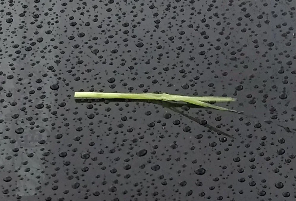 Local landscape design experts serving Honolulu, HI - LLS Pacific