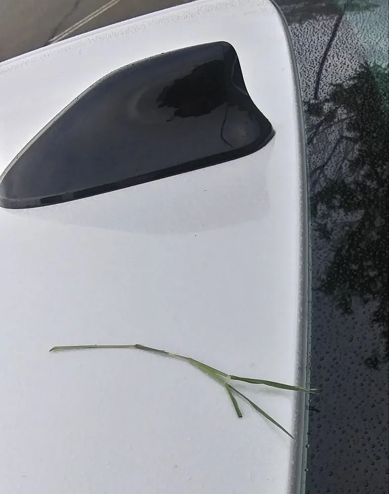 Reliable landscape design experts serving Honolulu, HI - LLS Pacific