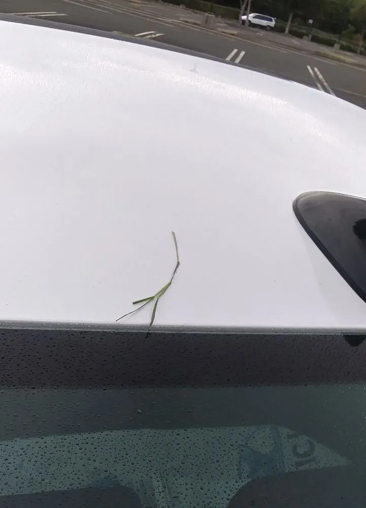 Custom lawn care service in Honolulu, HI - LLS Pacific