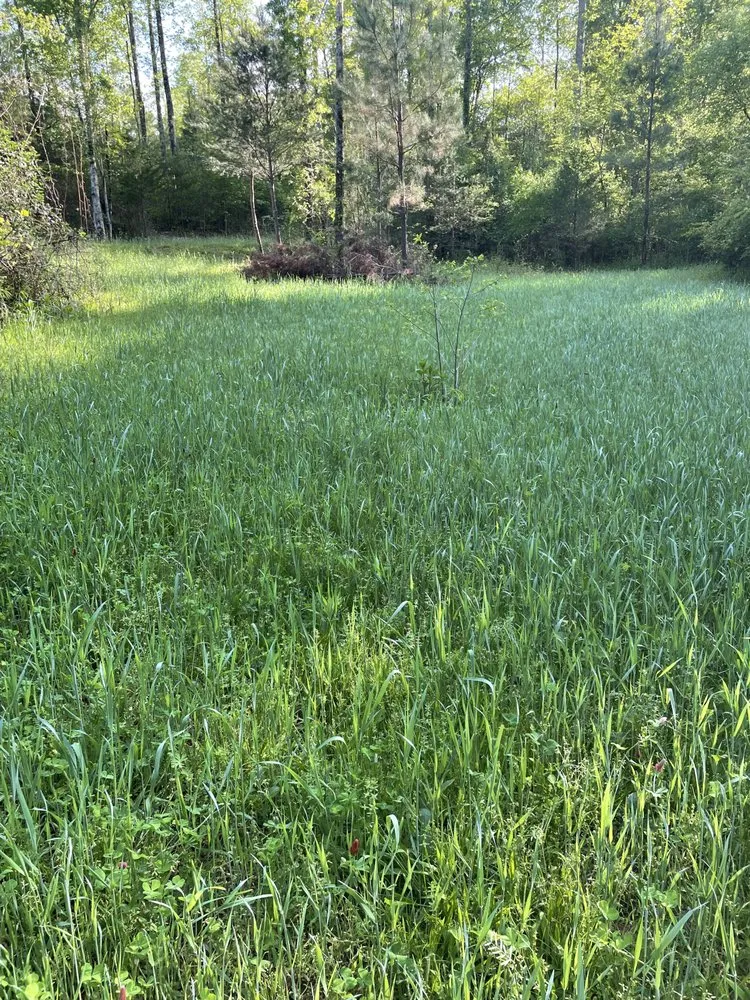 Reliable garden landscaping for year-round maintenance in Lawndale, NC by LLS Renovations