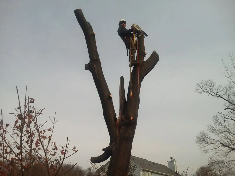 Local landscape design for residential properties in Flemington, NJ by LLT Landscaping