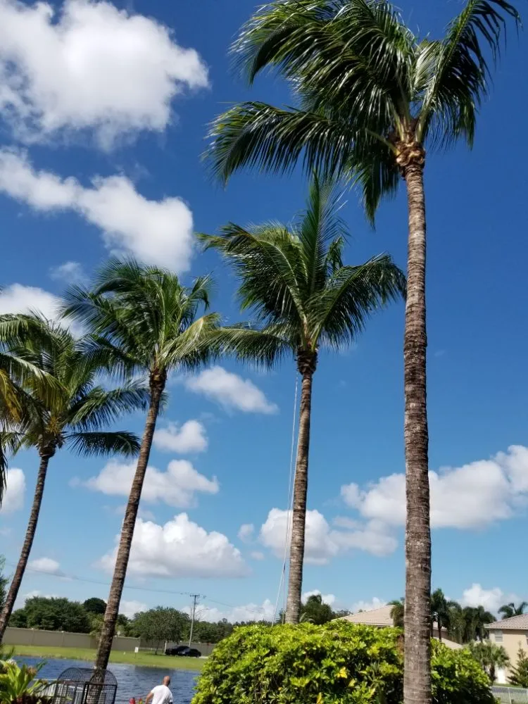 Affordable landscape installation for residential properties across Miami, FL - LL&V Landscaping