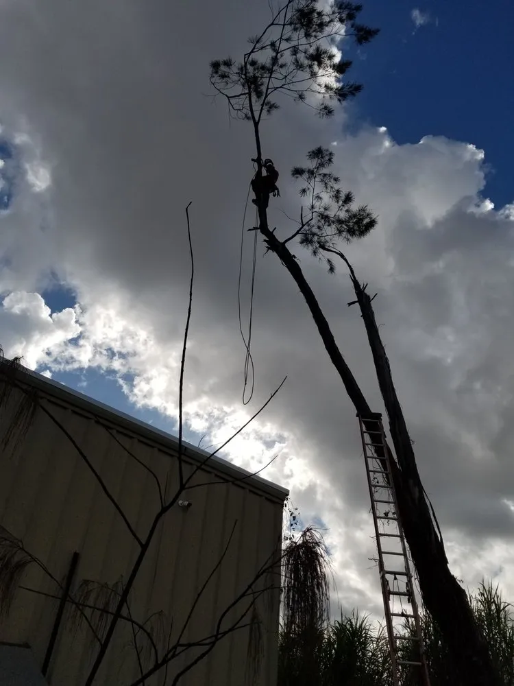 Affordable landscape design for beautiful yards in Miami, FL by LL&V Landscaping