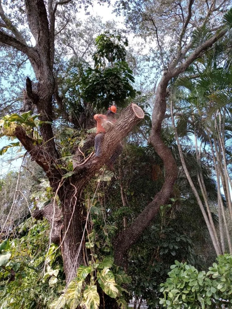 Expert landscaping services for year-round maintenance in Miami, FL by LL&V Landscaping