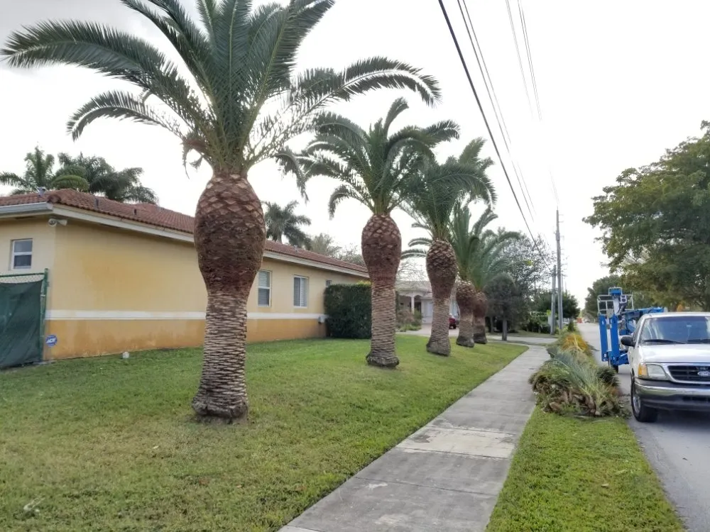 Affordable residential landscaping with custom design across Miami, FL - LL&V Landscaping