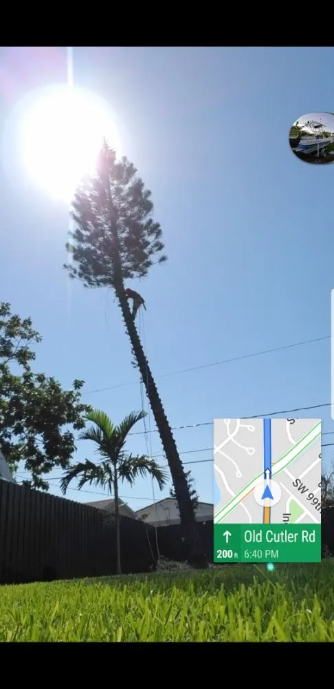 Expert landscaping services near you in Miami, FL by LL&V Landscaping