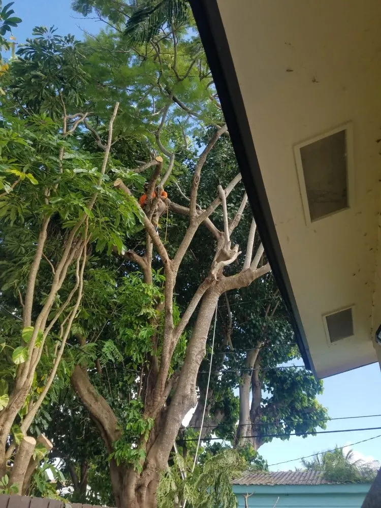 Trusted residential landscaping in Miami, FL - LL&V Landscaping