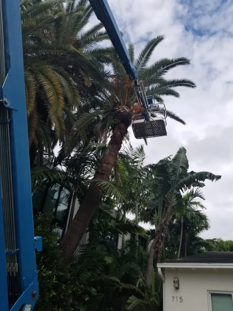 Local outdoor landscaping for residential properties in Miami, FL by LL&V Landscaping