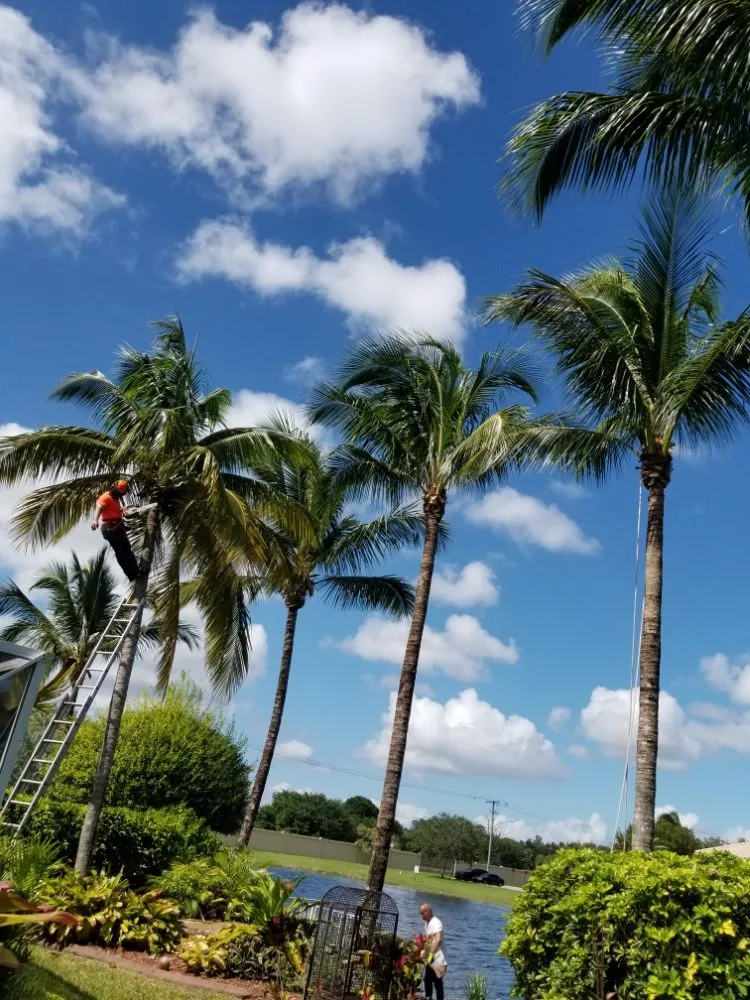 Trusted landscape design for beautiful yards across Miami, FL - LL&V Landscaping